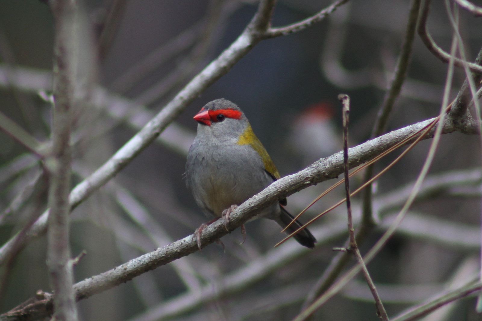 image Red-browed Finch
